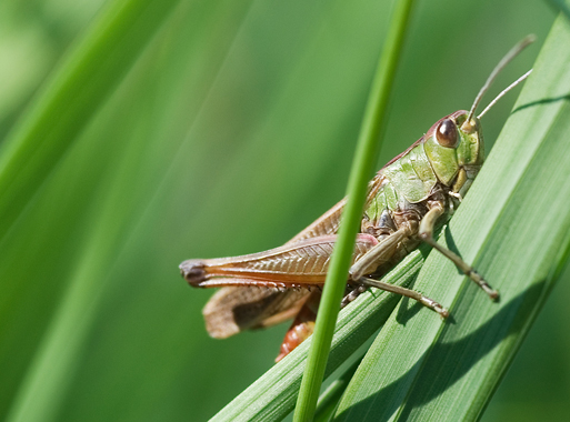 Stenobothrus lineatus